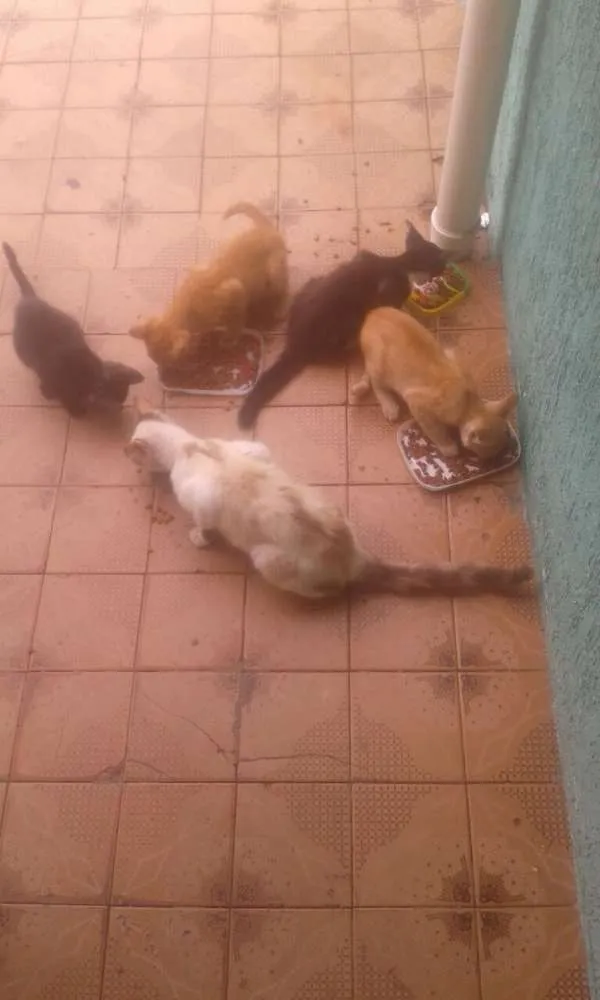 Gato ra a Desconhecida idade  nome Nina