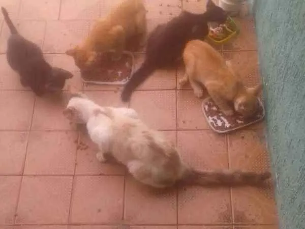 Gato ra a Desconhecida idade  nome Nina