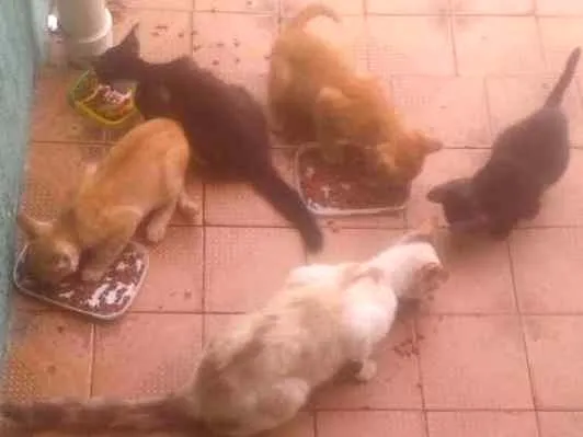 Gato ra a Desconhecida idade  nome Nina