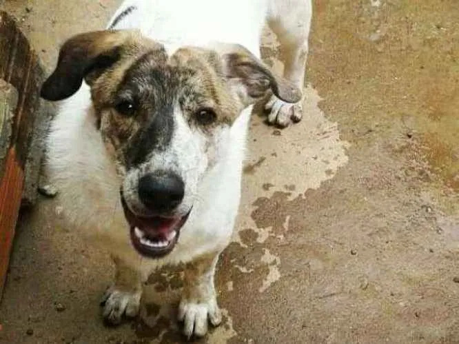 Cachorro ra a SRD idade 1 ano nome Juca