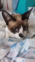 PRIMO CASTRADO