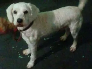 Cachorro raça Poodle idade 2 anos nome Leo