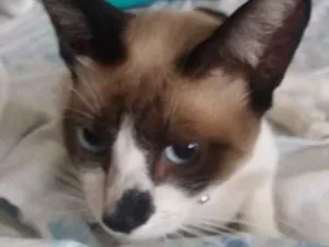 Gato raça Siamês idade 1 ano nome PRIMO CASTRADO