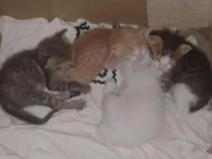 Gato raça Não sei  idade  nome Não tem 