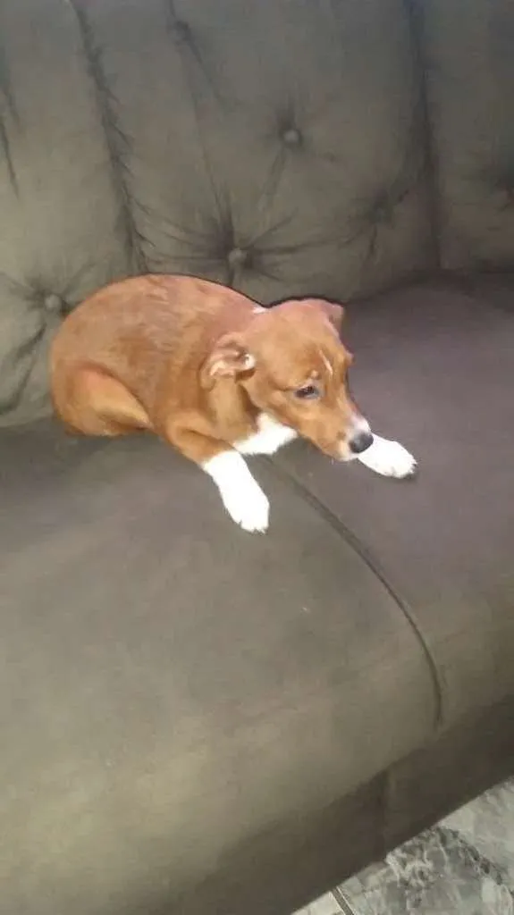 Cachorro ra a Mistura de borderô coler com v idade 2 a 6 meses nome Pitoco