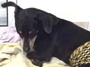 Cachorro raça SRD idade 6 ou mais anos nome Cãozinho idoso