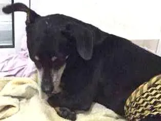 Cachorro raça SRD idade 6 ou mais anos nome Cãozinho idoso