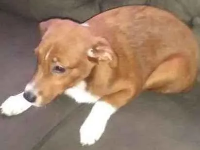 Cachorro ra a Mistura de borderô coler com v idade 2 a 6 meses nome Pitoco