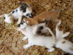 Gato raça Vira Lata idade Abaixo de 2 meses nome O nome que você der