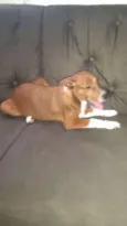 Pitoco