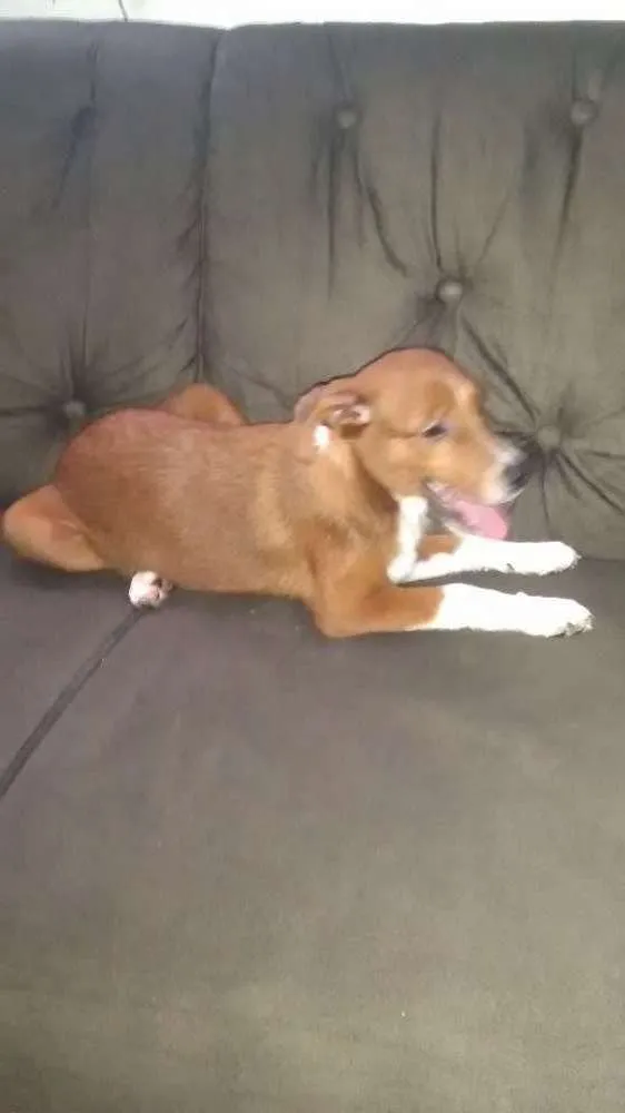 Cachorro ra a Mistura de borderô coler com v idade 2 a 6 meses nome Pitoco