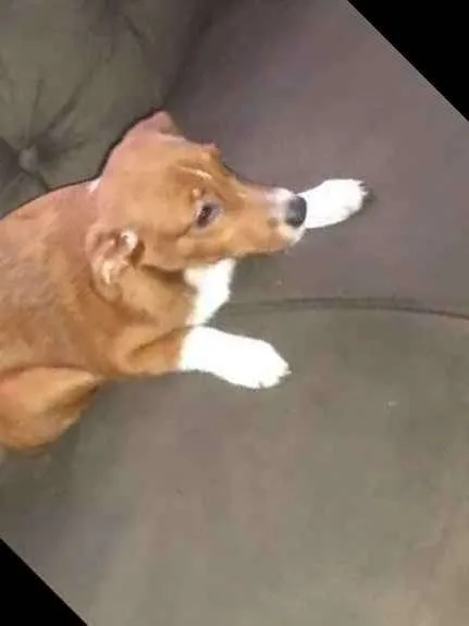 Cachorro ra a Mistura de borderô coler com v idade 2 a 6 meses nome Pitoco