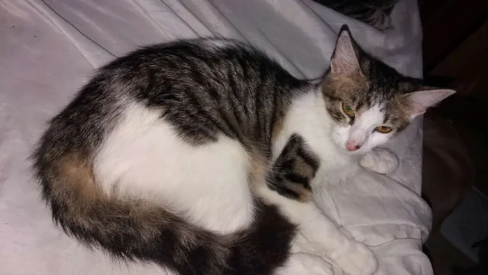 Gato ra a Mestiça idade 1 ano nome Baby CASTRADA