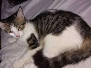 Gato raça Mestiça idade 1 ano nome Baby CASTRADA