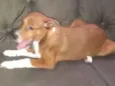 Pitoco
