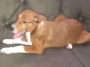 Cachorro raça Mistura de borderô coler com v idade 2 a 6 meses nome Pitoco