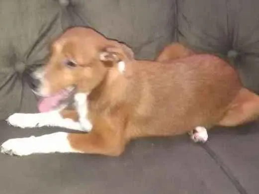 Cachorro ra a Mistura de borderô coler com v idade 2 a 6 meses nome Pitoco
