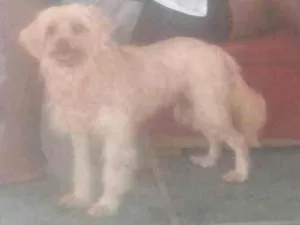 Cachorro raça Poodle idade 6 ou mais anos nome NINA