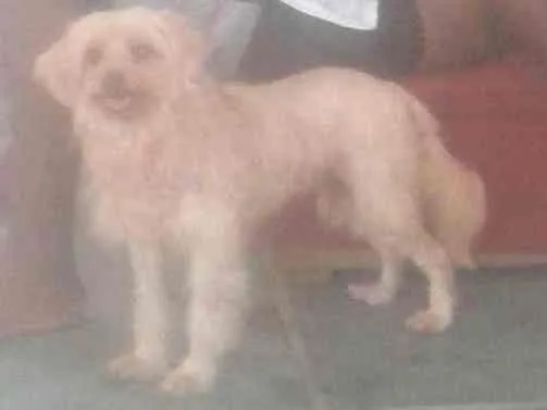 Cachorro ra a Poodle idade 6 ou mais anos nome NINA