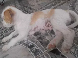 Cachorro raça Indefinida idade 2 a 6 meses nome Marchemelon 