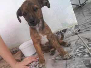 Cachorro raça Indefinida idade 2 a 6 meses nome Floquinho e marcheme