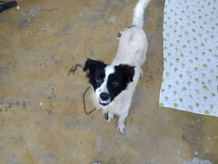 Cachorro ra a Desconhecida idade 1 ano nome SEM NOME