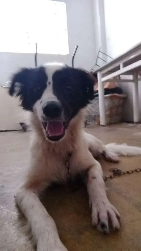 Cachorro ra a Desconhecida idade 1 ano nome SEM NOME