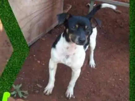 Cachorro ra a Fox paulistinha idade 3 anos nome Paulinho