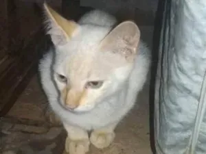 Gato raça Vira-Lata idade 2 a 6 meses nome Sem nome