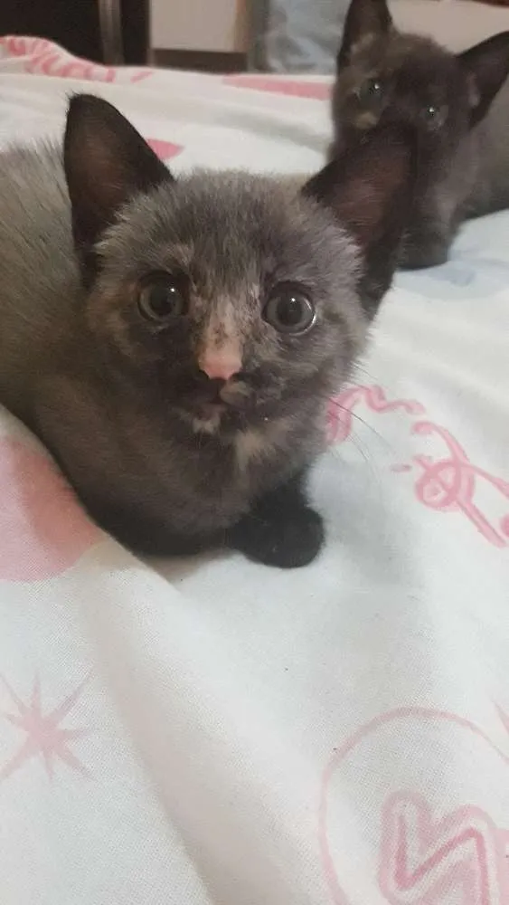 Gato ra a  idade Abaixo de 2 meses nome Não tem