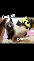Gatinhos