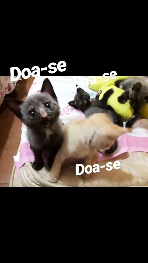 Gato ra a  idade Abaixo de 2 meses nome Gatinhos