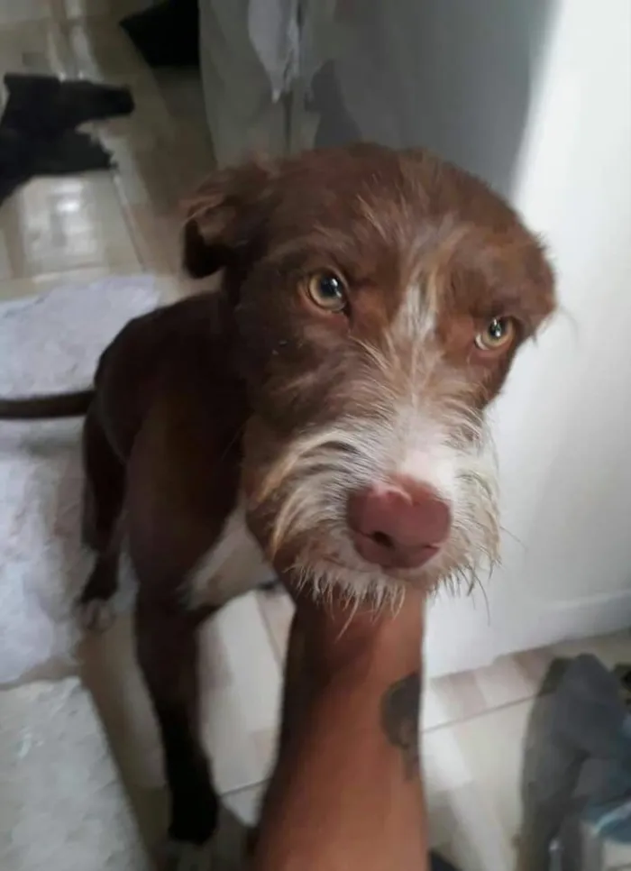 Cachorro ra a SRD  idade 2 a 6 meses nome Mel