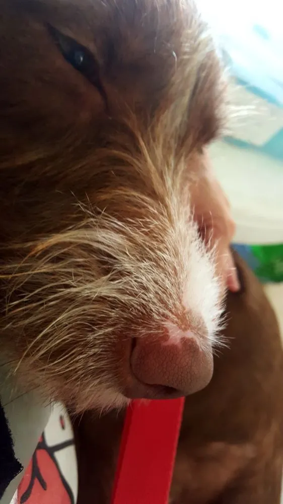 Cachorro ra a SRD  idade 2 a 6 meses nome Mel