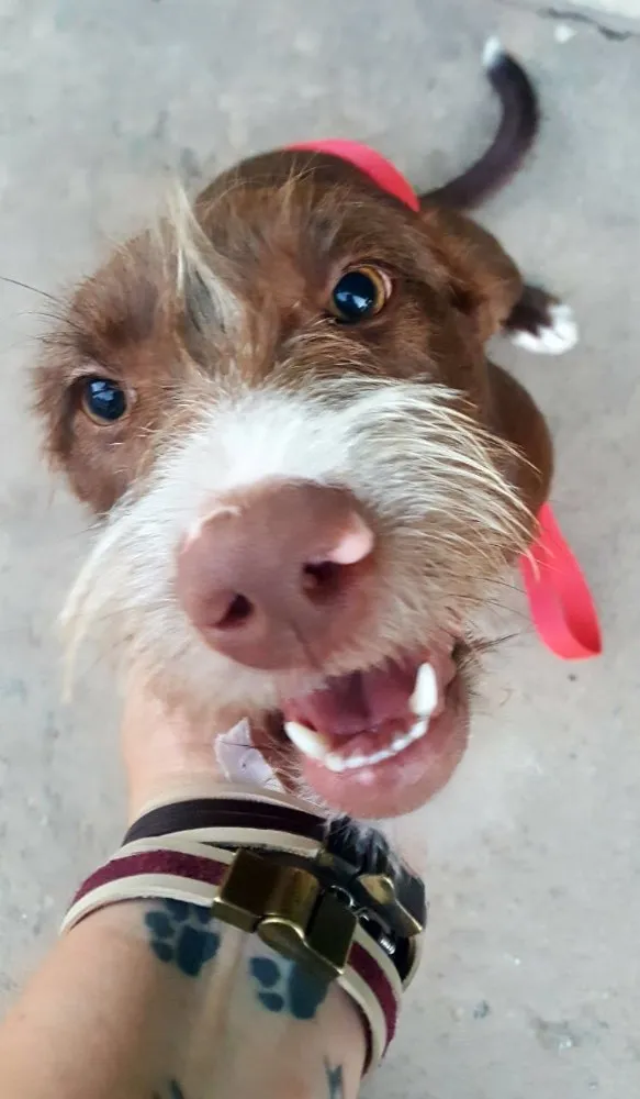 Cachorro ra a SRD  idade 2 a 6 meses nome Mel