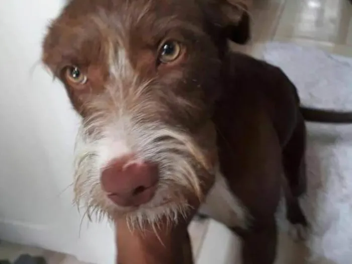 Cachorro ra a SRD  idade 2 a 6 meses nome Mel