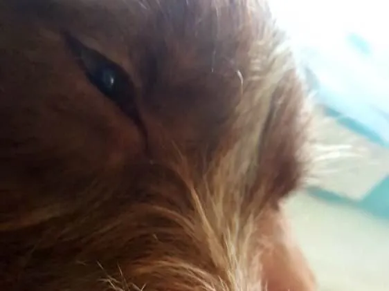 Cachorro ra a SRD  idade 2 a 6 meses nome Mel