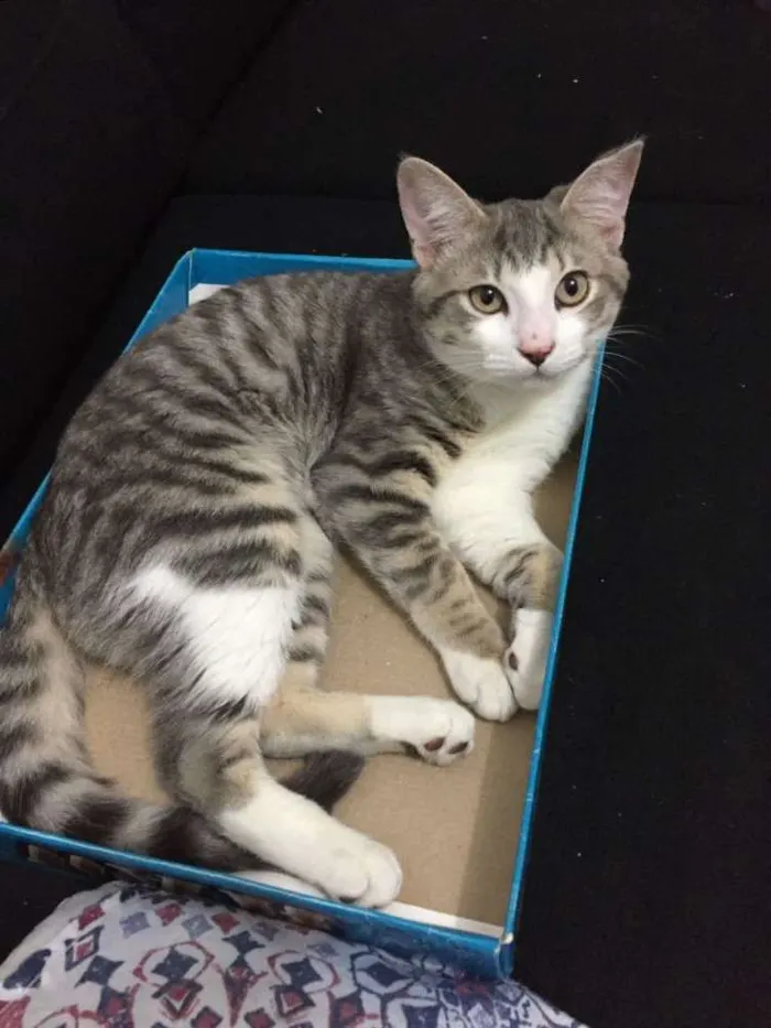 Gato ra a Siamês idade 7 a 11 meses nome Baunilha e sorvete