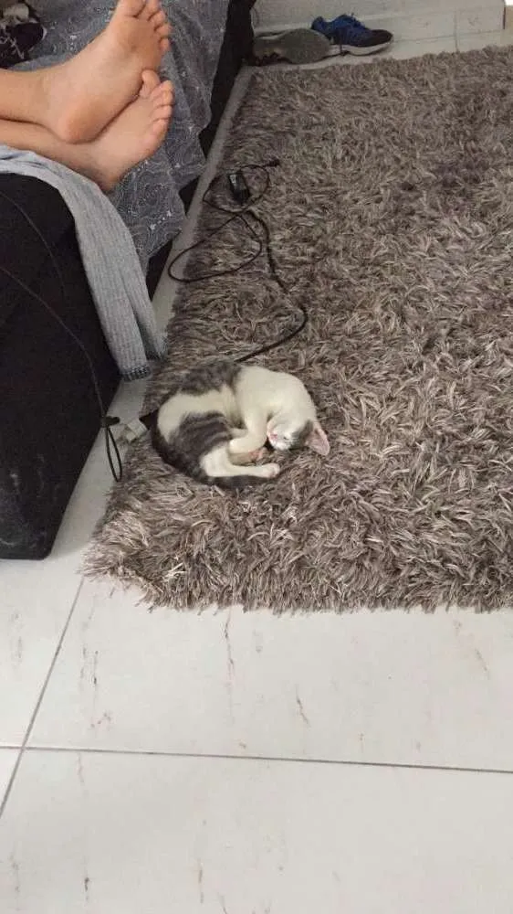 Gato ra a Siamês idade 2 a 6 meses nome Sorvete