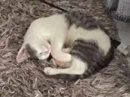 Gato ra a Siamês idade 2 a 6 meses nome Sorvete