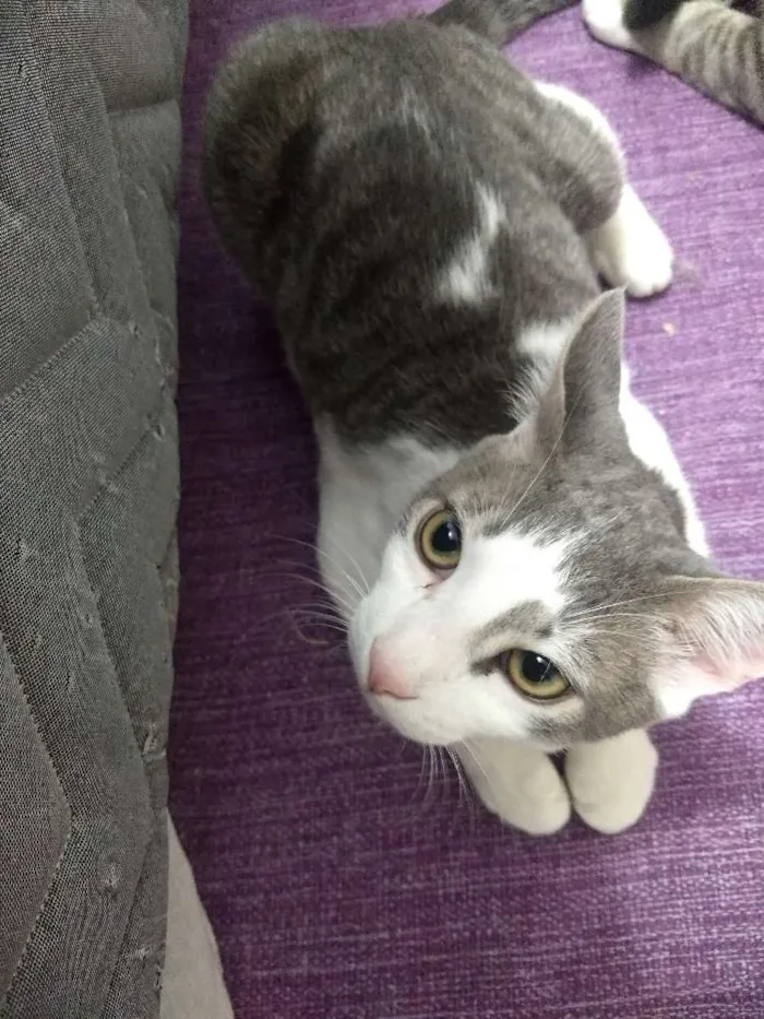 Gato ra a Siamês idade 2 a 6 meses nome Sorvete