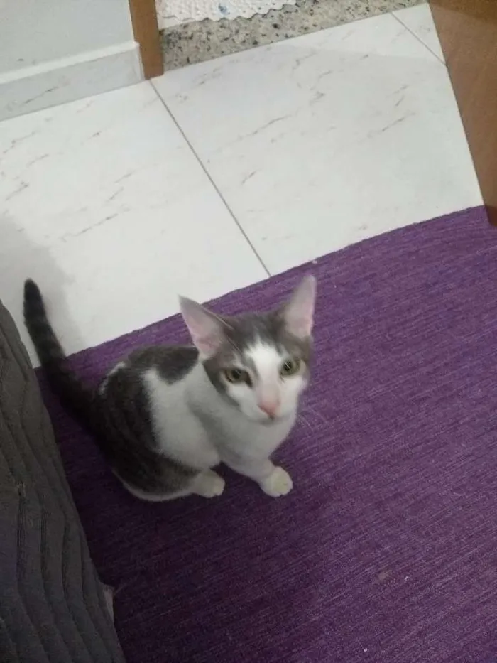 Gato ra a Siamês idade 2 a 6 meses nome Sorvete