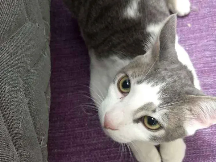 Gato ra a Siamês idade 2 a 6 meses nome Sorvete