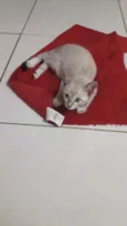 Romeu e julieta 