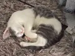 Gato ra a Siamês idade 2 a 6 meses nome Sorvete