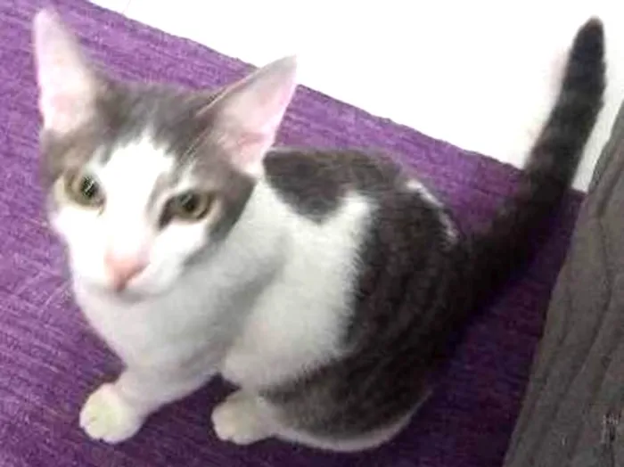 Gato ra a Siamês idade 2 a 6 meses nome Sorvete