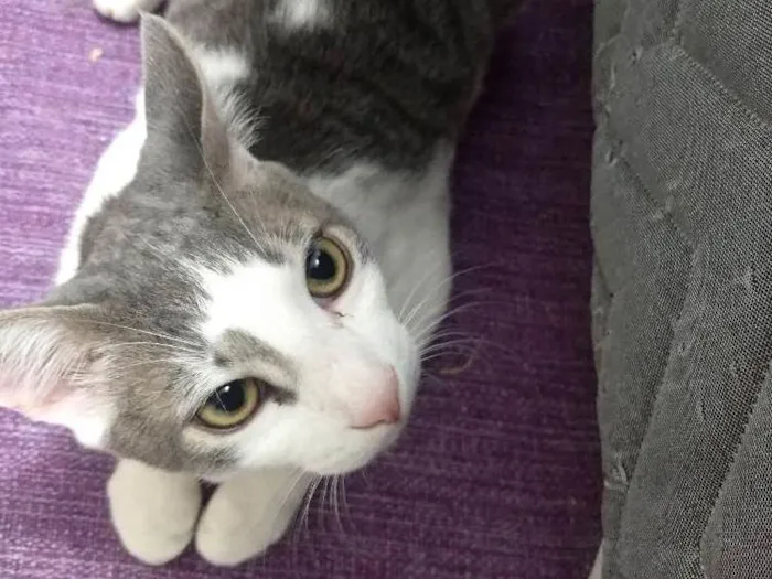 Gato ra a Siamês idade 2 a 6 meses nome Sorvete