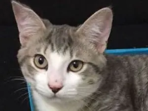 Gato raça Siamês idade 7 a 11 meses nome Baunilha e sorvete