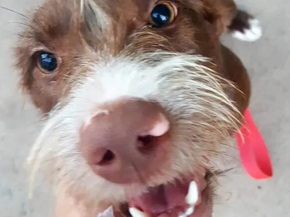 Cachorro ra a SRD  idade 2 a 6 meses nome Mel
