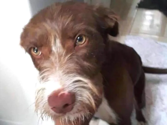 Cachorro ra a SRD  idade 2 a 6 meses nome Mel